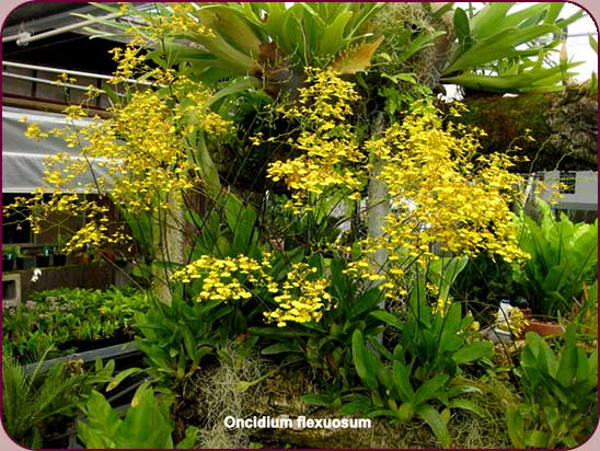 Oncidium flexuosum