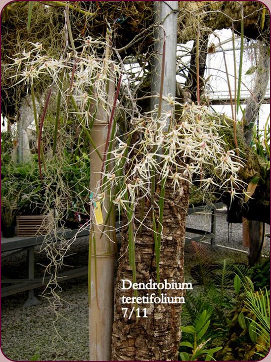 Dendrobium teretifolium