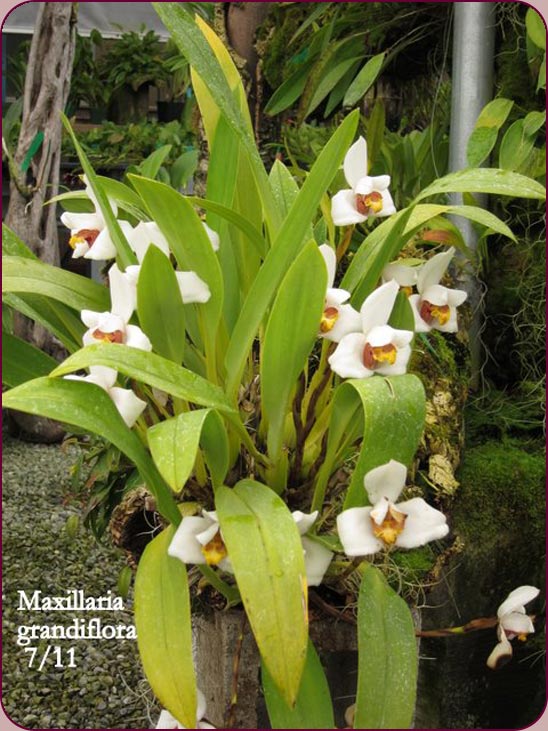 Maxillaria grandiflora